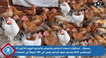 رسميًا.. استقرار أسعار الدواجن والبيض والبانيه اليوم الاثنين 18 أغسطس 2025 وسعر كيلو البانيه يصل إلى 190 جنيهاً في المحلات